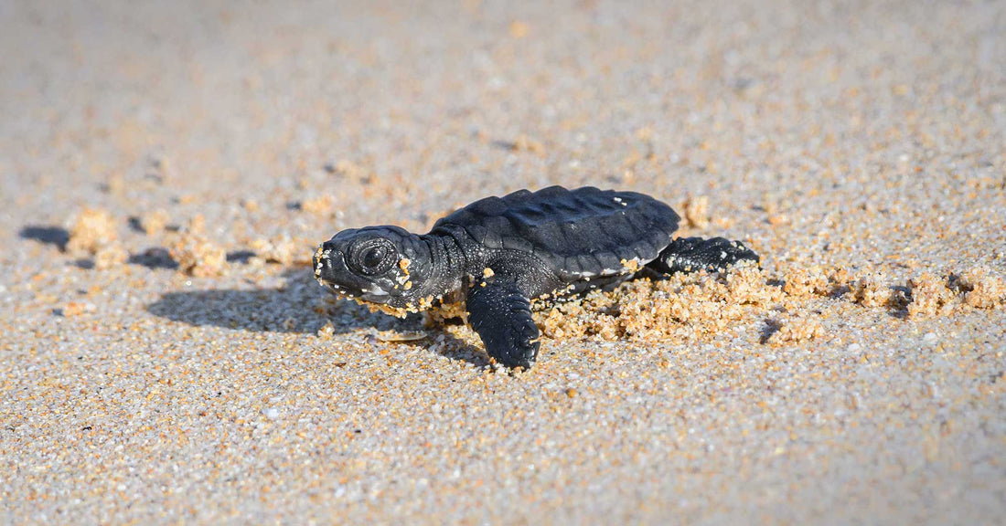 Mama Orbe’s Sanctuary: A Beacon of Hope for Sea Turtles in Colombia’s Pacific Paradise