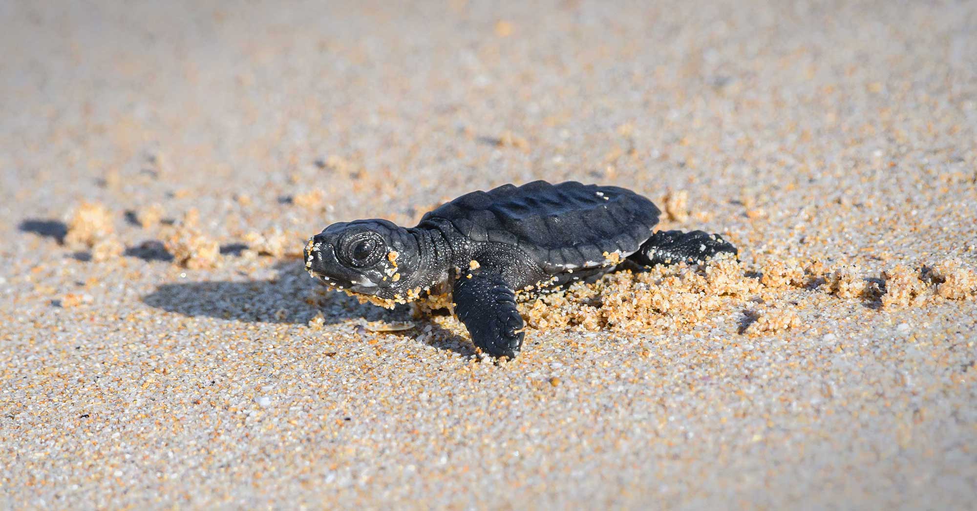 Baby sea turtle crawling across wet sand with small grains and shadows on the beach