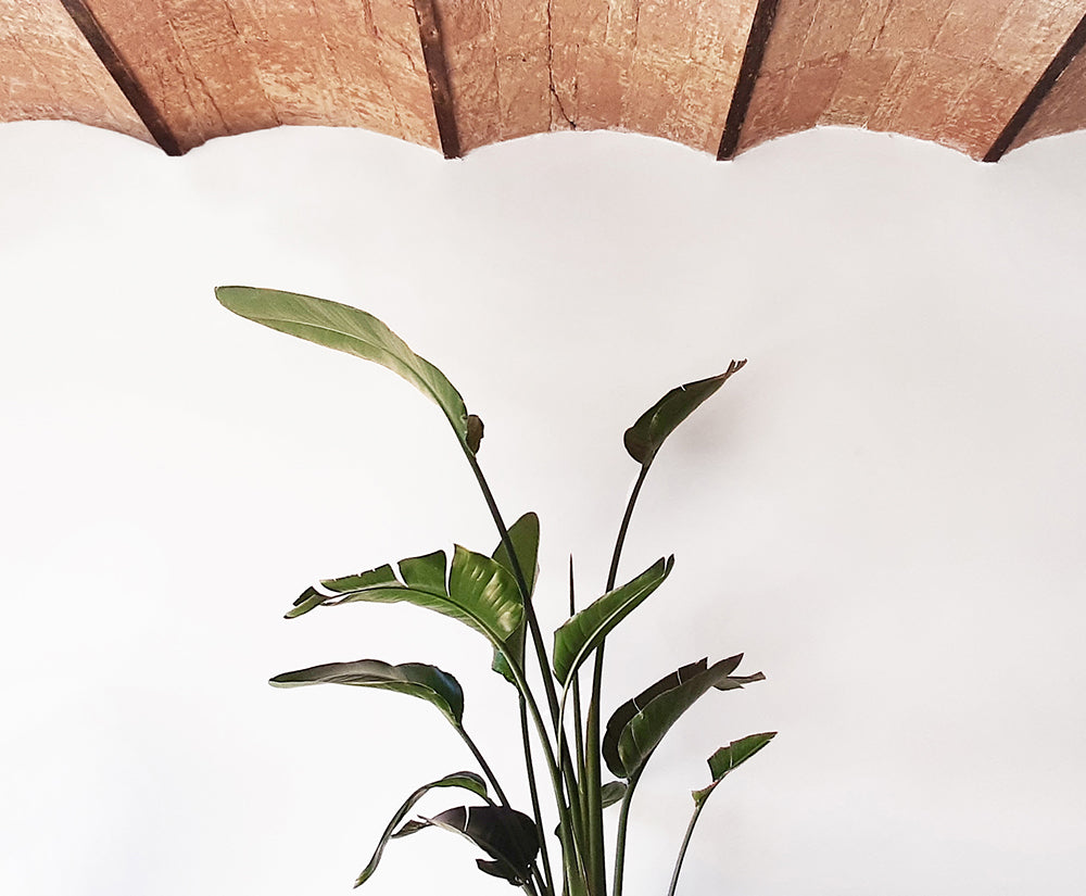 Indoor plant with long green leaves against a white wall, under an exposed brick vaulted ceiling