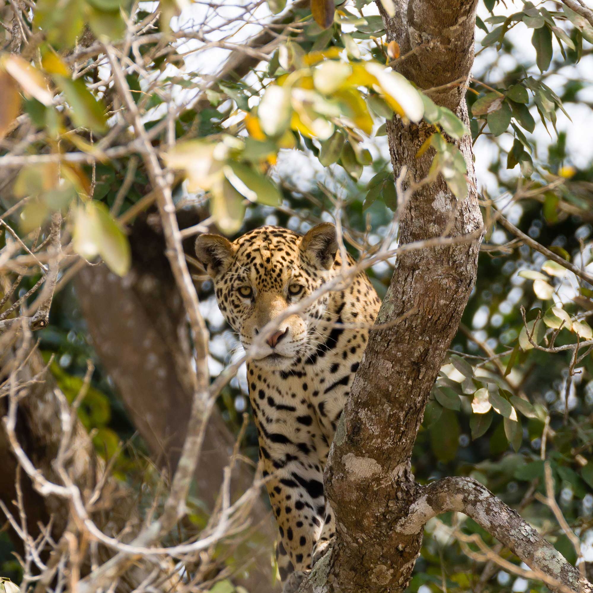 Jaguar peeking from behind a tree trunk surrounded by branches and green foliage