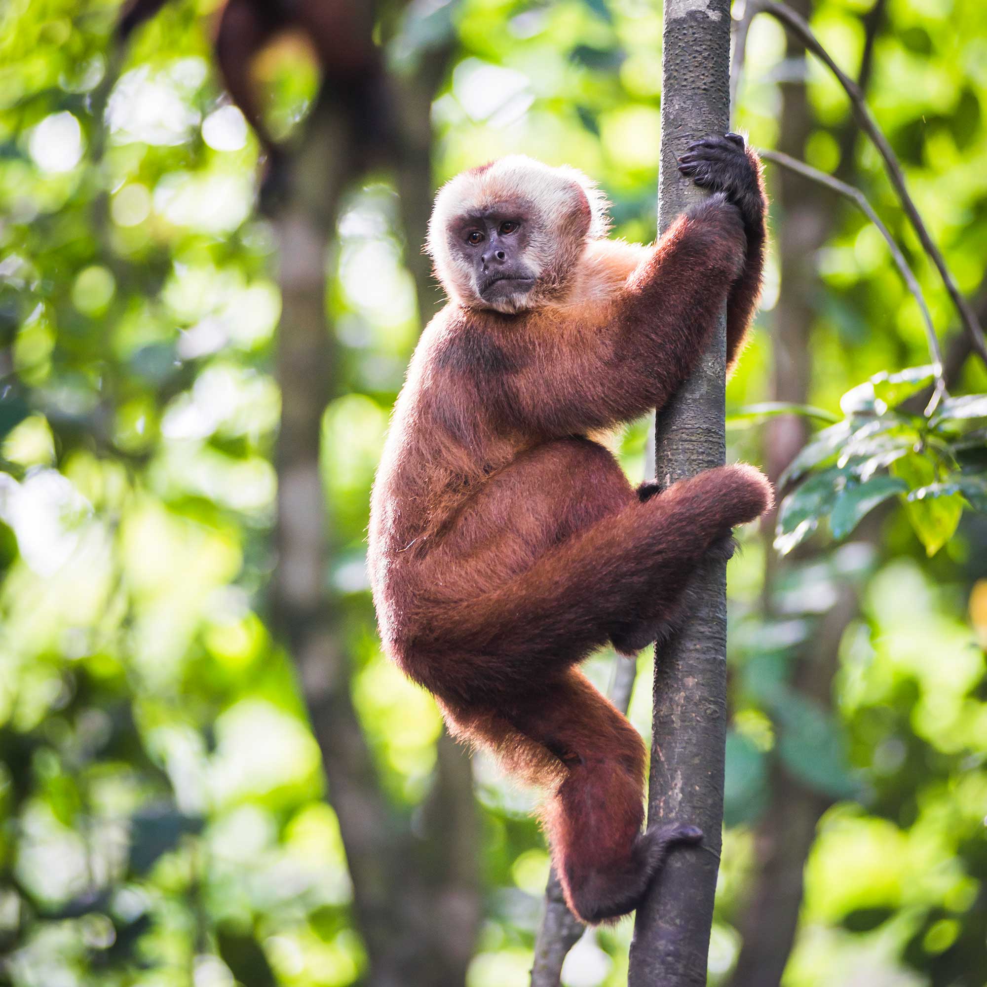 Squirrel monkey clinging to a tree trunk with blurred green forest in the background