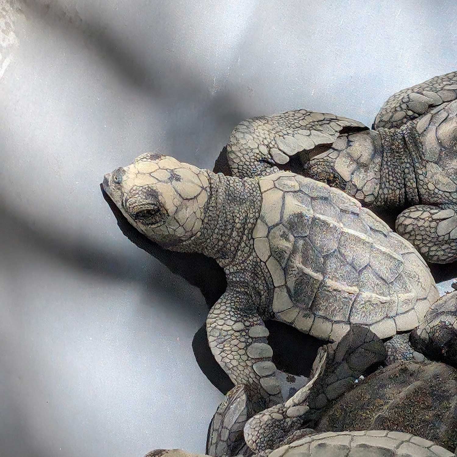 Close-up of several newborn sea turtles with textured shells resting on a smooth grey surface