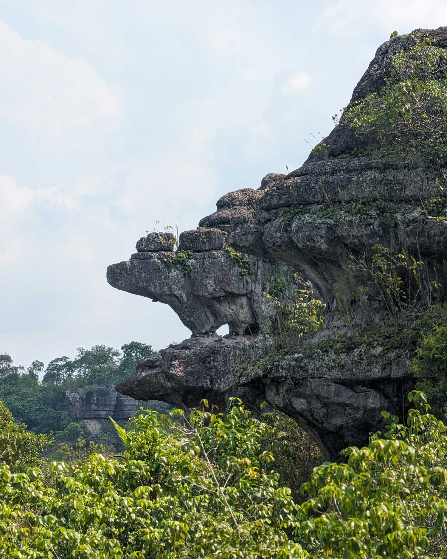 Profile view of a layered rock cliff with a prominent overhang above dense green forest vegetation